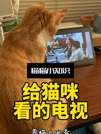 宠物研究Z所长:盘点那些给猫看的电视节目,收藏放给你家猫~#养猫 #猫知识 #养宠进阶指南 #养猫新手 #宠物猫