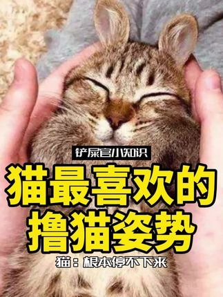 宠物研究Z所长:撸猫手法学的好,猫咪把你当个宝~#萌宠出道计划 #猫 #铲屎官 #猫咪 #萌宠 #宠物