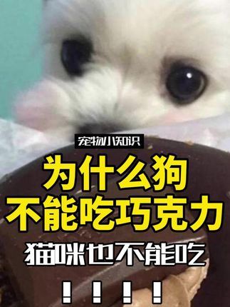 宠物研究Z所长:狗不能吃巧克力是为啥?除了狗,其实猫也不能吃#萌宠 #萌宠出道计划 #新手养宠 #宠物知识