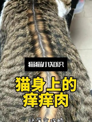 宠物研究Z所长:猫咪身上的四个隐藏痒痒肉!一玩一个不吱声…#猫知识 #养猫新手 #养宠进阶指南 #养猫 #宠物知识
