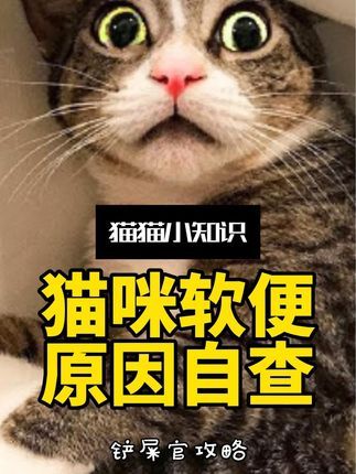 宠物研究Z所长:猫咪软便的四个原因,新手也能对照自查!#新手养猫#科膳烘焙粮 #科膳K35烘焙猫粮 #活性益生菌猫粮