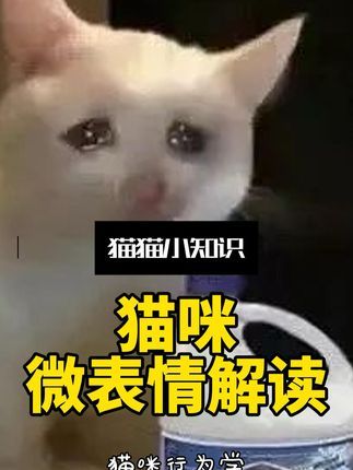 宠物研究Z所长:猫咪这些微表情,居然还有这些意思?#万物可爱计划 #猫咪行为学 #猫咪的迷惑行为 #十万个喵什么