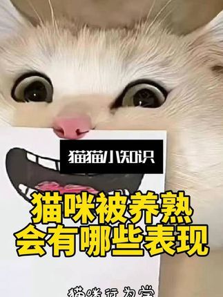 宠物研究Z所长:猫咪被养熟才有这些表现,你的猫都几分熟了? #养猫 #猫知识 #万物可爱计划 #猫奴 #云养猫