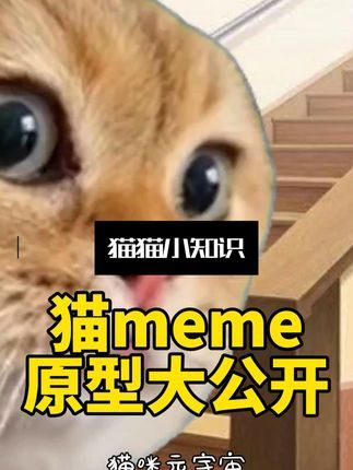 宠物研究Z所长:扒一扒爆火的猫meme原型,你用过哪几个?#养猫新手 #猫知识 #宠物科普 #新鲜哥 #happy猫