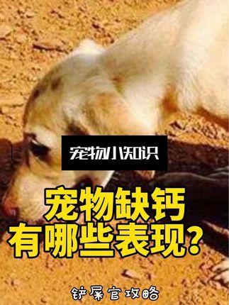 宠物研究Z所长:出现这些情况,你的宠物该补钙啦#依宝硬核奶 #依宝硬核高钙牛奶 #养狗 #新手养猫