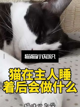 宠物研究Z所长:当你睡着后,猫咪会偷偷对你做这几件事…#万物可爱计划 #猫咪的迷惑行为 #养猫人