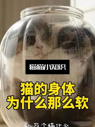 宠物研究Z所长:猫为什么这么软?液态猫居然真的存在…#猫知识 #养猫 #宠物科普 #猫咪成精 #万物可爱计划