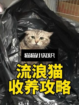 宠物研究Z所长:3招收编流浪猫,轻松实现猫咪“零元购”!#狸花 #流浪猫领养 #云养猫 #养猫 #领养猫 #狸花猫