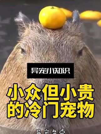 宠物研究Z所长:盘点那些又贵又冷门的宠物,到底都是谁在养?#水豚 #小浣熊 #小动物 #神奇动物 #萌物 #动物科普