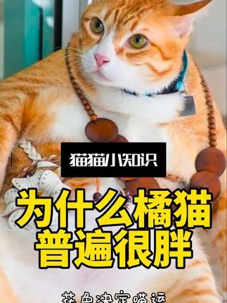 宠物研究Z所长:为什么橘猫更容易胖?花色决定喵运?#大橘为重 #胖橘 #养猫 #猫咪冷知识
