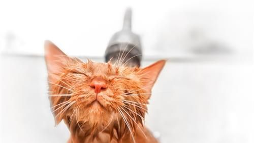 宠物知识：猫的毛突然大片打结，猫毛打结成块怎么弄开