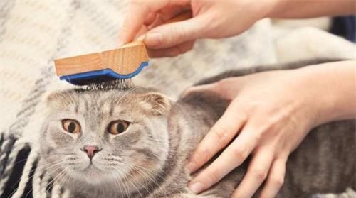 宠物知识：猫的毛突然大片打结，猫毛打结成块怎么弄开