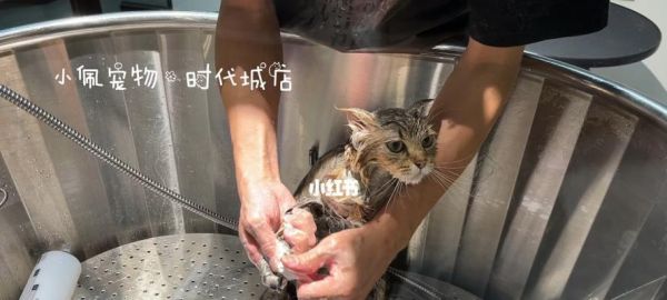 猫咪洗澡后拉稀，原因和解决方法详解（宠物爱护）