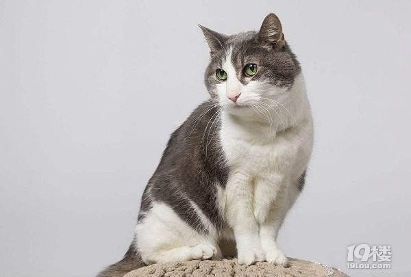 短毛猫多少钱一只？ 价格+图片