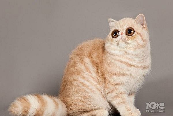 短毛猫多少钱一只？ 价格+图片