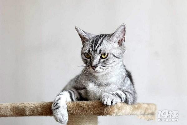 短毛猫多少钱一只？ 价格+图片