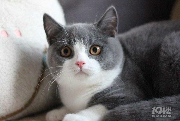 短毛猫多少钱一只？ 价格+图片