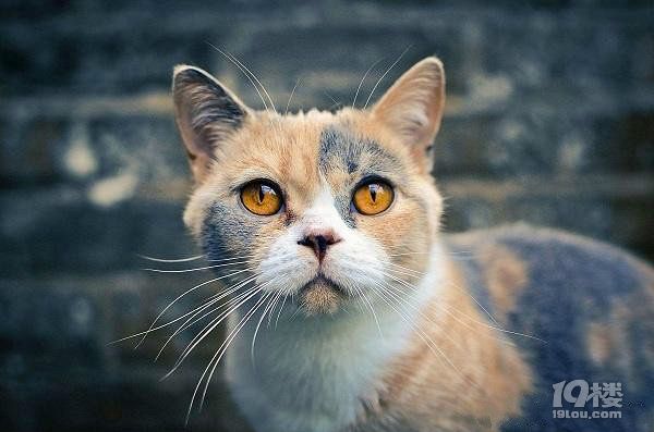 短毛猫多少钱一只？ 价格+图片