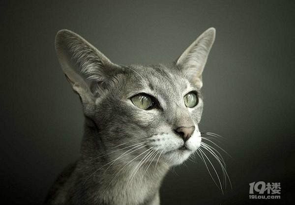 短毛猫多少钱一只？ 价格+图片