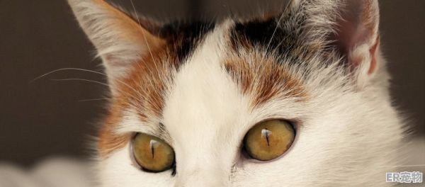 猫落地脚落地定律，宠物猫跳远