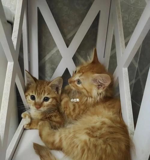 长毛橘猫与布偶的杂交之美（探索新型宠物品种的特点与魅力）