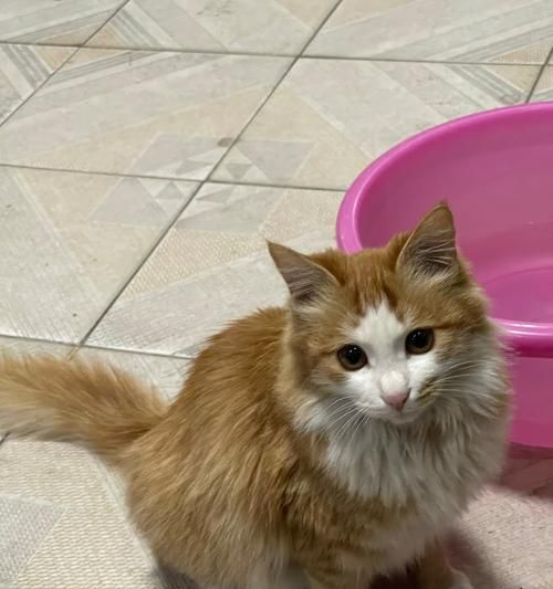 长毛橘猫与布偶的杂交之美（探索新型宠物品种的特点与魅力）