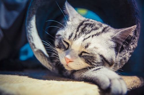 猫咪信任猫奴的表现 猫咪表达信任的7种行为
