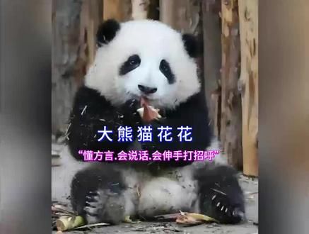 国宝级别大熊猫花花 ：能听懂四川方言会说话，还会伸手和游客打招呼 #国宝熊猫 #熊猫花花 #四川熊猫#大熊猫花花 #热门