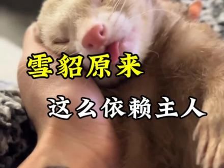 你还不知道吧 雪雕原来这么依赖主人#雪貂 #宠物 #科普
