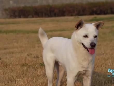 【洛洛纪录片】上集“神犬”洛洛-巧遇 云南丙中洛一条流浪狗跟随一对骑行者奔跑200多公里，到达拉萨后跟主人坐飞机回到烟台，开始了大海边的生活，洛洛守护的孩子们也即将出生，缘分还在继续#狗狗 #流浪狗不再流浪 #纪录片