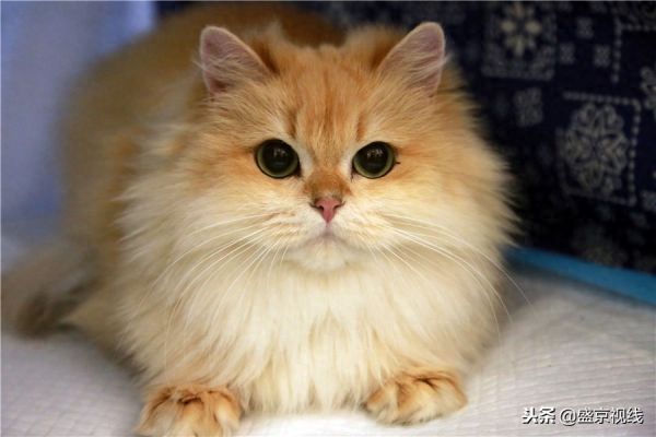 沈阳举办WCF国际赛制猫咪比赛 百余只猫咪齐聚萌翻比赛现场