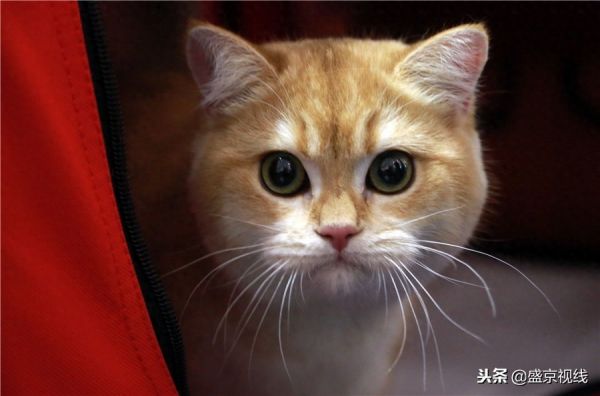 沈阳举办WCF国际赛制猫咪比赛 百余只猫咪齐聚萌翻比赛现场