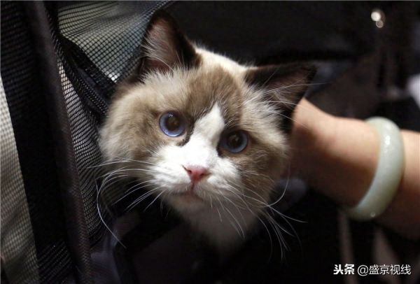 沈阳举办WCF国际赛制猫咪比赛 百余只猫咪齐聚萌翻比赛现场
