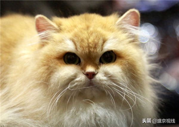 沈阳举办WCF国际赛制猫咪比赛 百余只猫咪齐聚萌翻比赛现场