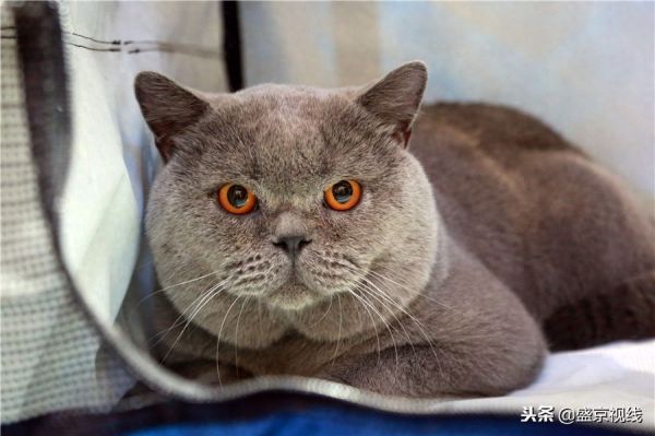 沈阳举办WCF国际赛制猫咪比赛 百余只猫咪齐聚萌翻比赛现场