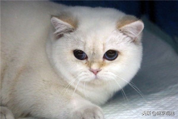沈阳举办WCF国际赛制猫咪比赛 百余只猫咪齐聚萌翻比赛现场