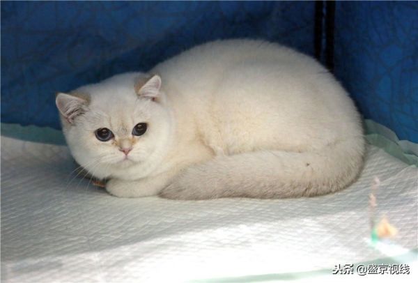 沈阳举办WCF国际赛制猫咪比赛 百余只猫咪齐聚萌翻比赛现场
