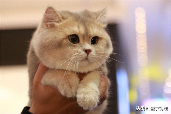 沈阳举办WCF国际赛制猫咪比赛 百余只猫咪齐聚萌翻比赛现场