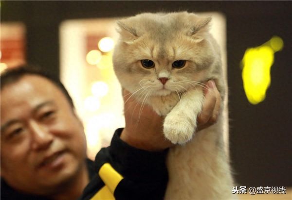 沈阳举办WCF国际赛制猫咪比赛 百余只猫咪齐聚萌翻比赛现场