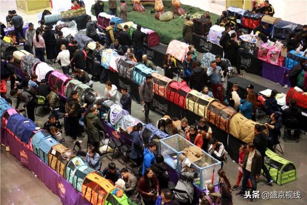沈阳举办WCF国际赛制猫咪比赛 百余只猫咪齐聚萌翻比赛现场