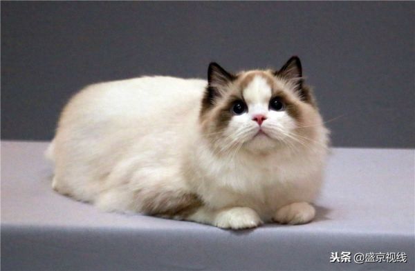 沈阳举办WCF国际赛制猫咪比赛 百余只猫咪齐聚萌翻比赛现场