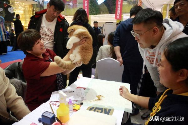 沈阳举办WCF国际赛制猫咪比赛 百余只猫咪齐聚萌翻比赛现场