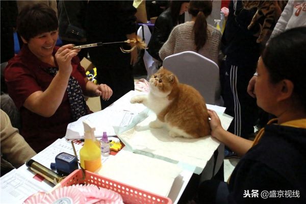沈阳举办WCF国际赛制猫咪比赛 百余只猫咪齐聚萌翻比赛现场