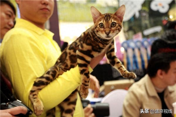 沈阳举办WCF国际赛制猫咪比赛 百余只猫咪齐聚萌翻比赛现场