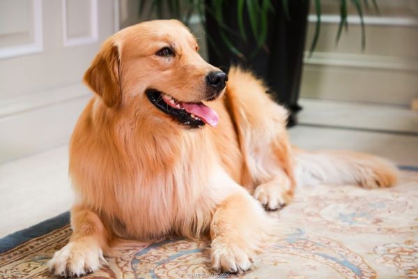 金毛成犬一天吃多少狗粮?狗狗食量计算公式分享