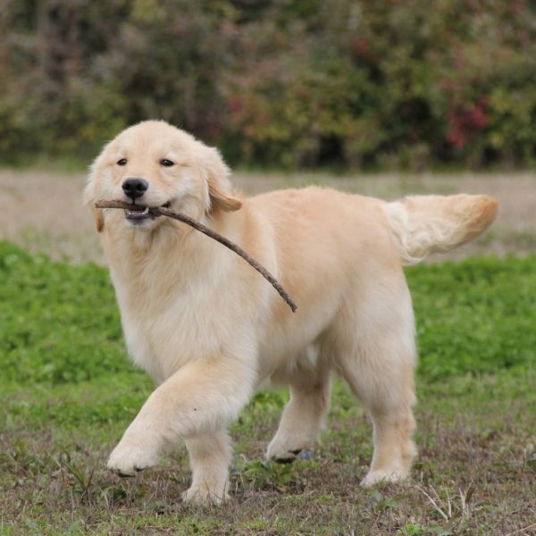 金毛成犬一天吃多少狗粮?狗狗食量计算公式分享