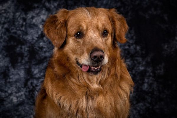 金毛成犬一天吃多少狗粮?狗狗食量计算公式分享