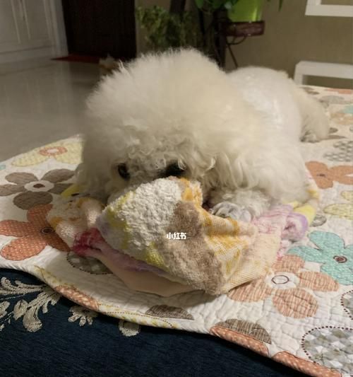 以比熊多大能吃干狗粮？（探究幼犬和成犬的饮食需求）