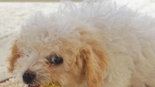 以比熊多大能吃干狗粮？（探究幼犬和成犬的饮食需求）