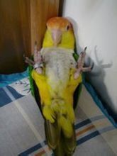 蛰伏